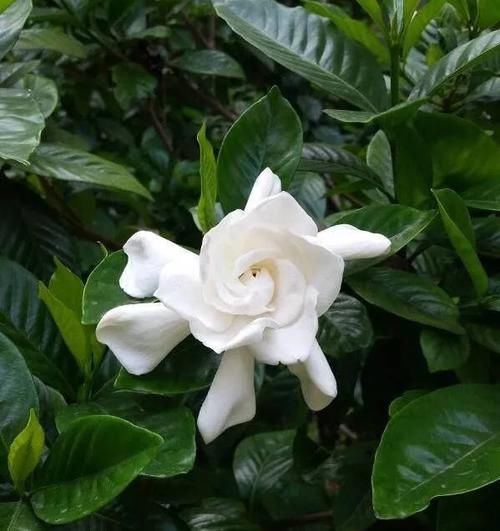 「养护杜鹃花」这4种绿植,喜欢酸性土壤,平常喂点“醋”,开花多花期长叶子绿