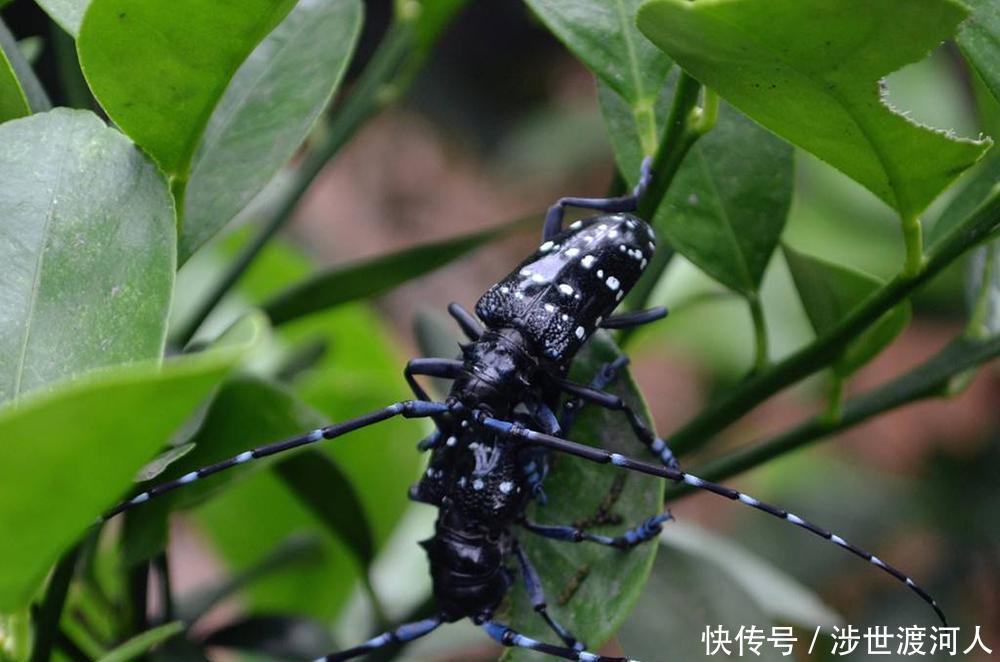 天牛■俗称“锯树郎”，曾是农业一大害虫，如今20元一只，你抓过吗！
