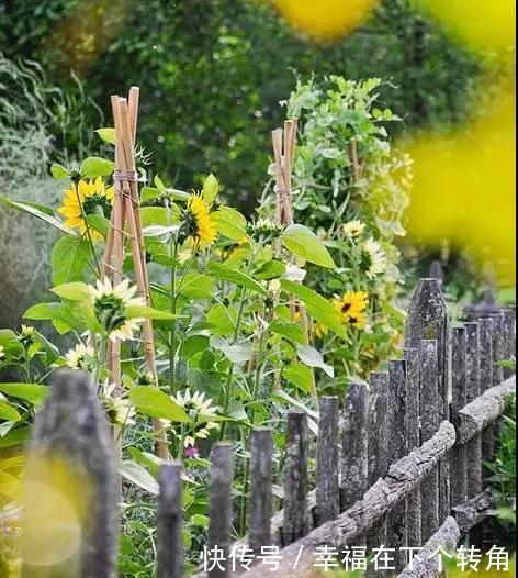  「快乐」篱笆小院住在乡村的快乐，你想体验吗！