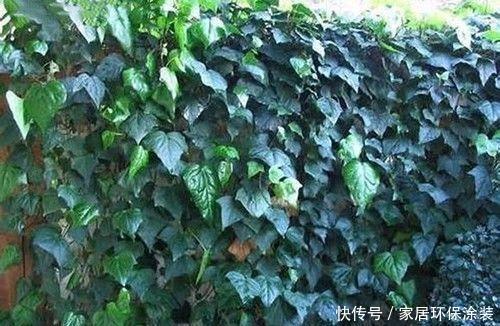  「中华常春」12种常春藤，每种都这么美，必须养一盆！