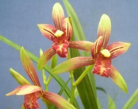  「光照」喜欢在家中养护花卉，就选择5种花卉，花色艳丽，花期长，非常美