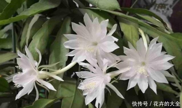 白天@如何让昙花顺利开花,或是白天开花?学会这么做,简单有效