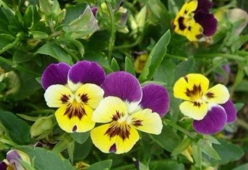  #路边#路边小野花，埋土里就生根，养在家里仙气十足，枝叶亭亭玉立，美