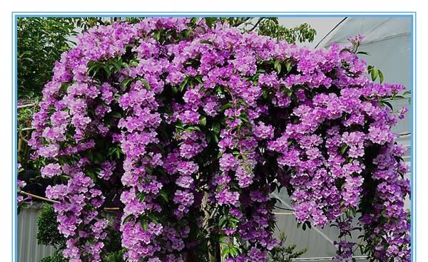  『蒜香藤』这种花半年长2米，花开千朵，没有虫害，超级好养，你养过吗？