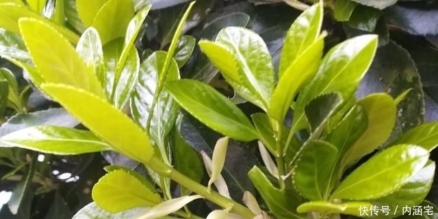 木质化|农村常见的庭院植物冬青卫矛,四季常绿观赏性高,如何管理呢?