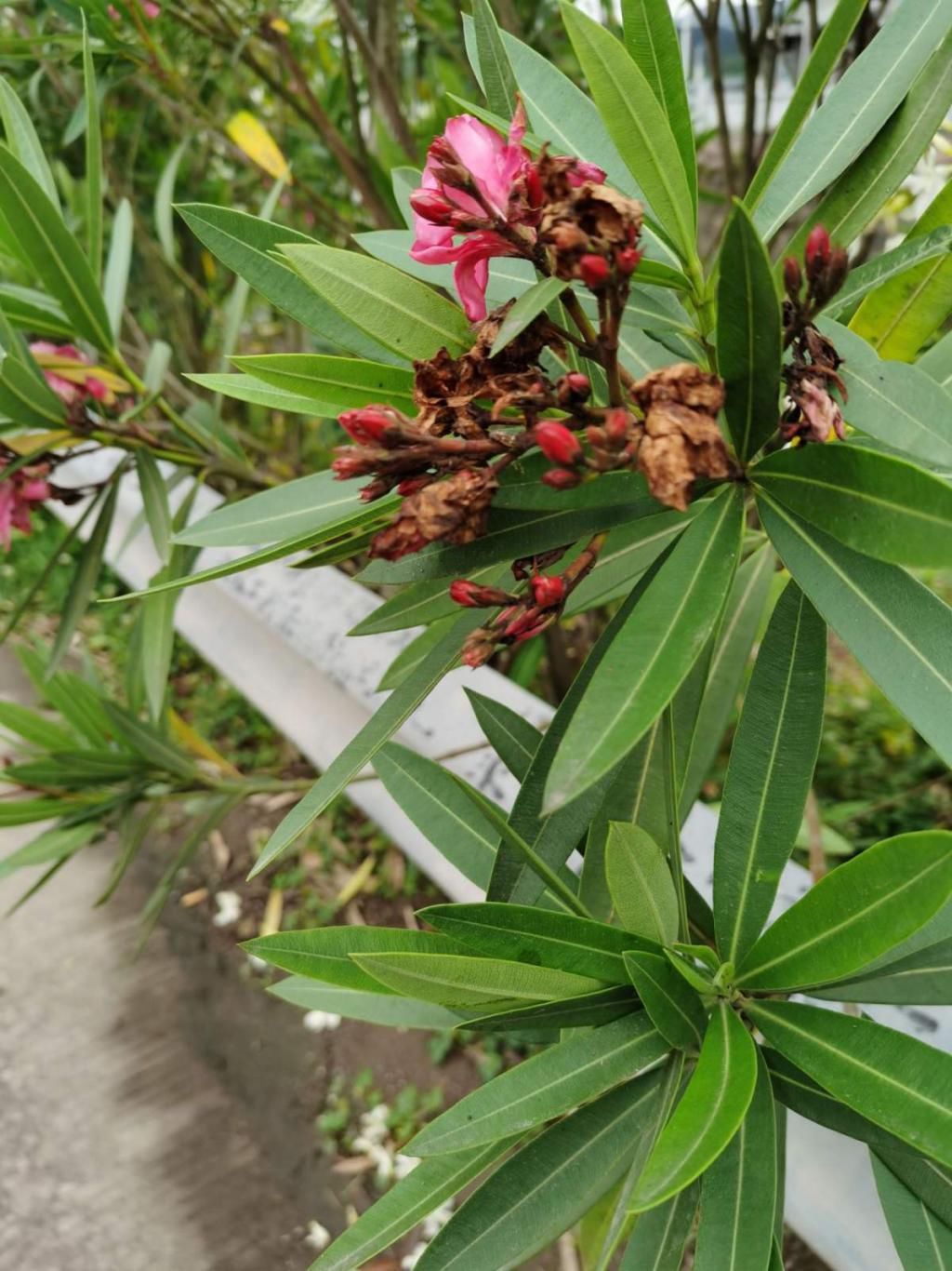  『家里养护』夹竹桃虽然有毒，但是开花美极了，养护时千万离远点！