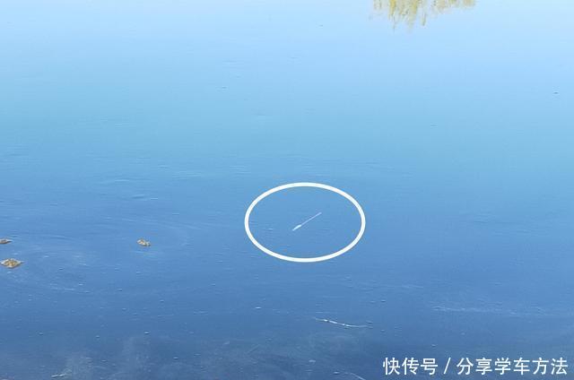 【城市】城市内河,老年人的专属钓场!流水、富养、青苔,比郊外垂钓更难