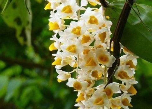 「葡萄」夏天,球花石斛就靠“它”,花苞似“葡萄”,花开一串串,不停歇