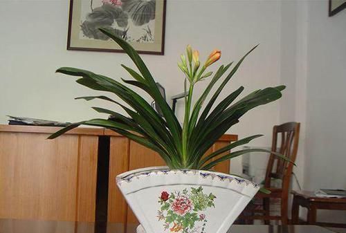  永不■20年老花农透露君子兰养护秘籍这样养永不烂根掉叶