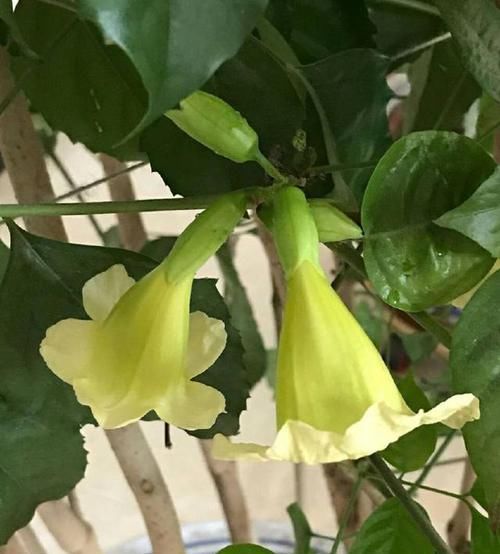  「幸福树」幸福树开花以后怎么养？做错了掉叶掉花光秃秃