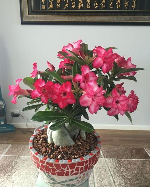  懒人■此款花懒人最爱养，沾水就爆盆，花姿优美，花朵美艳迷人，超美