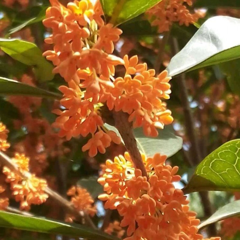  『植物』老公很懂花草，在院子里种上些植物后，每到花季都有人观赏拍照