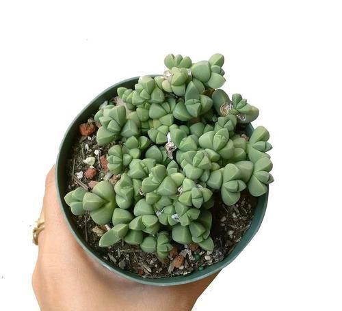  #叶子#叶子上有棱角的多肉植物，还能开花的鹿角海棠，特容易扦插繁殖