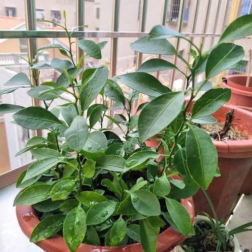  「增加光照」这水果太贵了，吃完留下核，还能种盆栽！