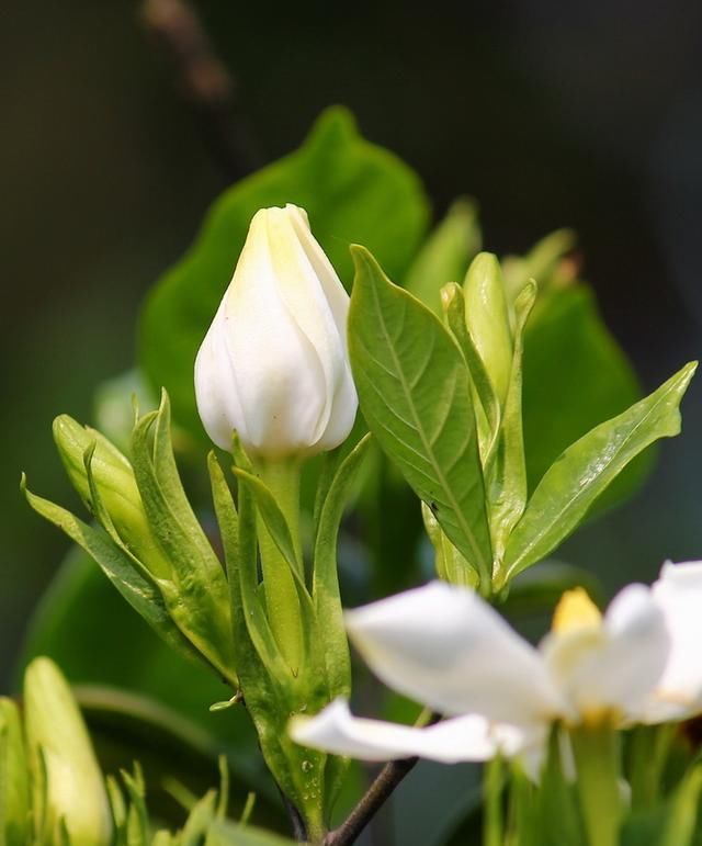  『不再』栀子花花期有多长？什么季节盛开？知道这2点，不再错过美丽花景