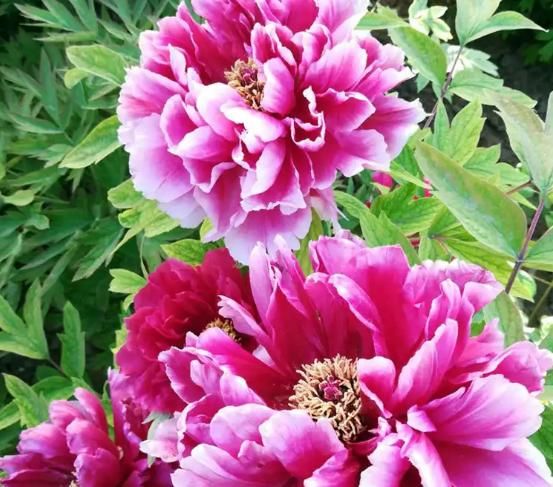  [丰收]建议各位：在乡下遇到这种花草，多挖几颗，年年丰收，高雅特迷人