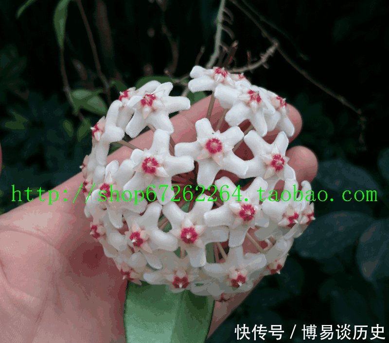 【品种】花期最长的球兰花, 四季有花开, 花叶俱美, 芳香四溢, 还很好养