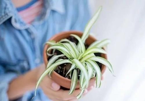  #适合#这些耐阴植物养办公室桌面上很适合，养几年都不会挂