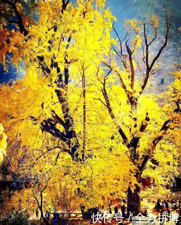 泰安古刹千年银杏树遍洒金黄,演绎秋日童话