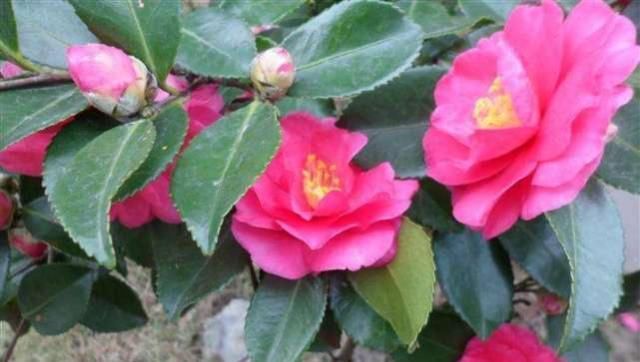  「适合」这“花”似茶似梅，花大色艳，堪比牡丹，开5个月，适合家养盆栽