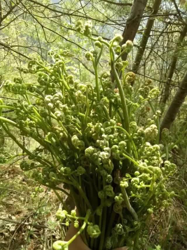 甘肃礼县的这些野菜！认识的都是有故事的人