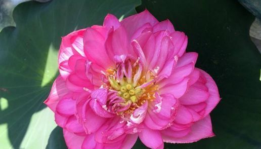 铃铛:夏天养花就养此4种,四季常开天天赏花,花朵如铃铛,绚丽多彩