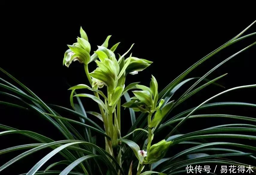  『生长期』兰花生长缓慢或停滞？莫急，也许是未到生长时