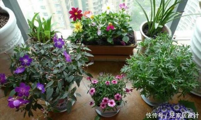 养花|家庭养花,不同的花卉摆放位置要合理,才能美化家居,有益健康