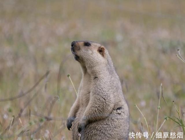 国内最“大方”城市,所有景点都不收费,只为表达感恩