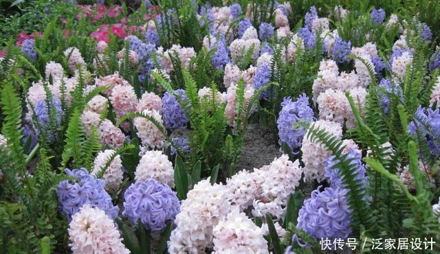 『叫洋』一种“种球花”颜值高,开花一大朵,外国人叫洋水仙,有水就活
