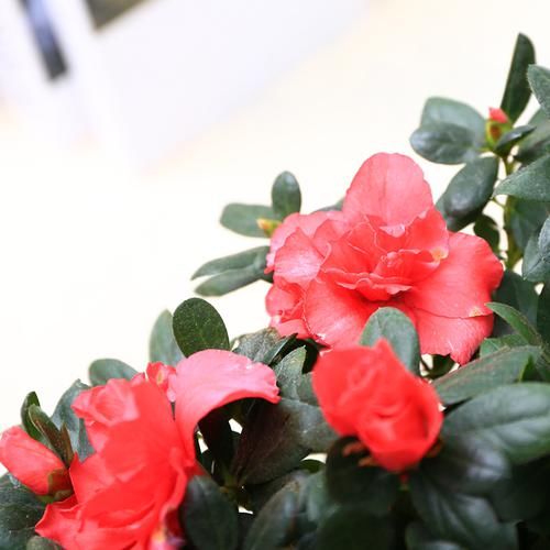  室内阳台■比香水还香的9种花卉盆栽，净化空气好打理，非常适合懒人养