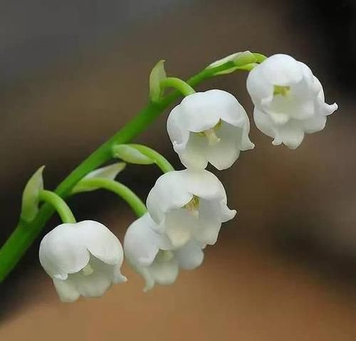  开似@乡间趣事！铃兰花不好养？跟着园艺大师学5招，花开似风铃，清香洁白惹人爱