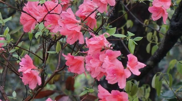  「艳丽」养护“杜鹃花”，做对这3个方法，枝叶繁茂花色艳丽讨人爱