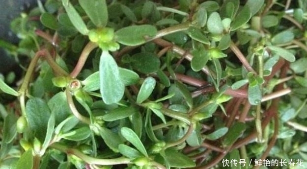 『蔬菜』农村4种“野菜”,以前没人爱,如今成高档蔬菜,想吃得花钱买