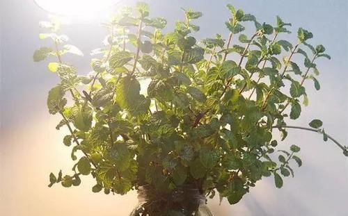  绿萝■黄叶快死的五种花卉，狠狠给它剪秃了，过几天呼呼长出一大堆
