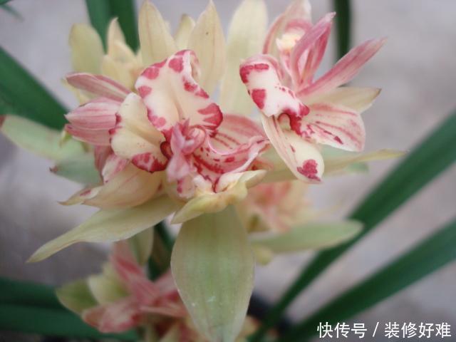 新手养兰必选兰花品种，花瓣层层叠叠，花香浓郁，观赏价值很高