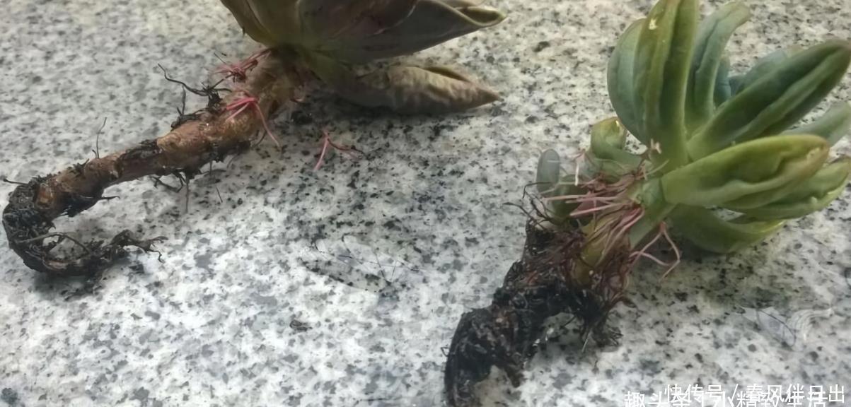总烂|新手养多肉,总烂根?一般逃不过3个原因,浇水仅排最后