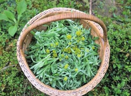  『野草』此草，名叫做“清明草”，只在清明前后出现，价值高，看到别错过
