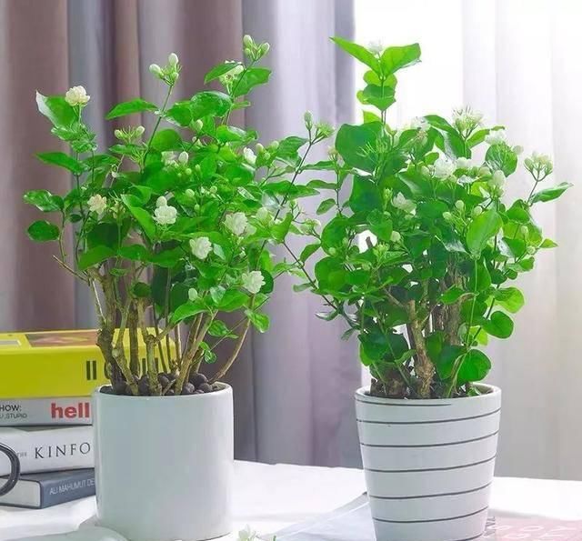  『全家』细菌最讨厌这六种花，家里养一盆，呵护家人健康，全家少生病