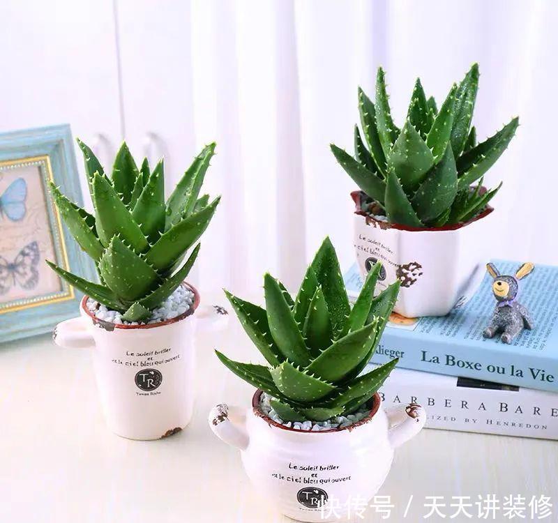  「适合」适合在办公室养的五种绿植，清雅别致，还能清新空气，呵护健康