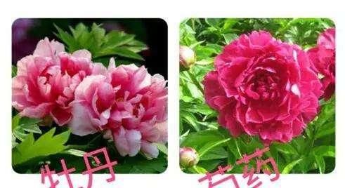  【人类】模仿行为并不是人类独有专利，植物的“模仿秀”也令人叹为观止！
