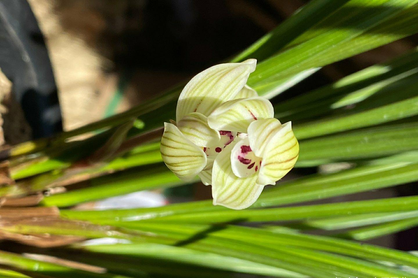  『茎秆』兰花花朵淹没在叶片下？教你怎样让花朵“鹤立鸡群”