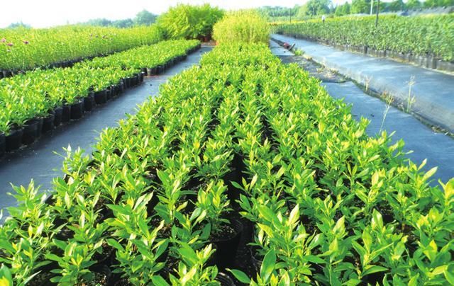  扦插|小叶栀子扦插繁殖技术