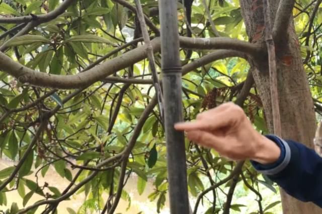  #农民#农村一种罕见的黑色竹子，竹笋珍贵农民不得吃，一般人真