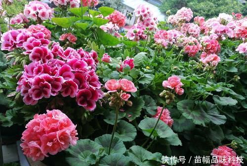  『养花』阳台养花选它，一年四季都开花，新手也会养，是盆栽佳品！