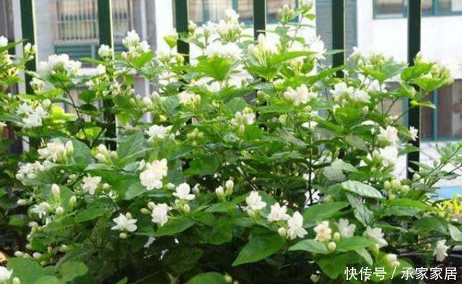 茉莉花■最适合夏天养的花,40度高温晒不死,越晒开花越旺,花香四溢!