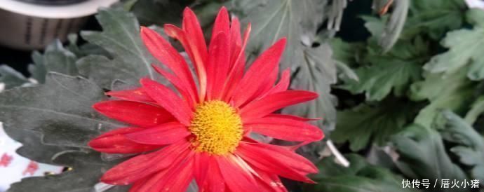 「红霞」喜欢菊花的话,养花罗的优秀名字菊花就行了桃子像吐红霞一样,红光要掉下来了欣赏