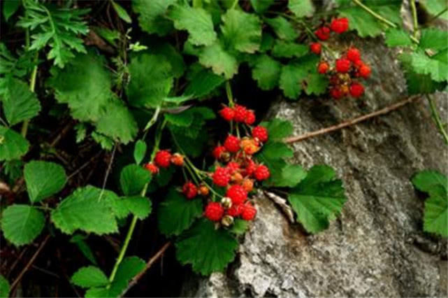 农村这野果，从前随处可见，枝条有刺惹人烦，如今有钱也难买到！