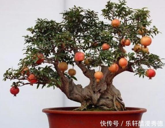  [做成]农村随处可见的“4种树”，做成老桩盆景，遒劲有力、古雅