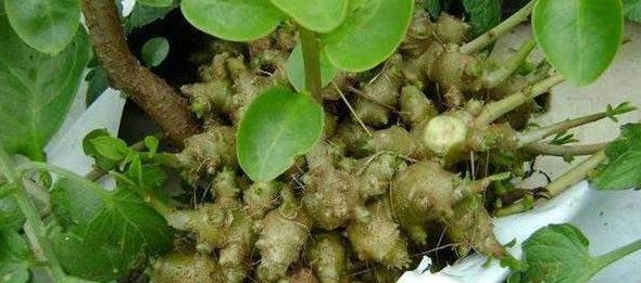 在印度被当成杂草处理的植物，我国引进后被大量种植，还很受欢迎